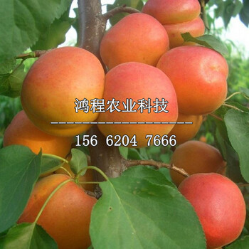 紅玉杏樹苗供應(yīng)批發(fā)