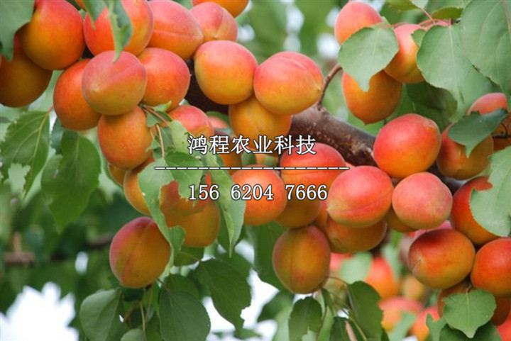 滄早甜杏1號杏樹苗價位、滄早甜杏1號杏樹苗種植基地