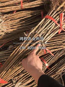 美林黃杏苗新品種、美林黃杏苗批發(fā)價(jià)格