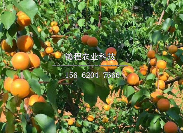 歇馬杏樹苗價(jià)位、歇馬杏樹苗種植基地