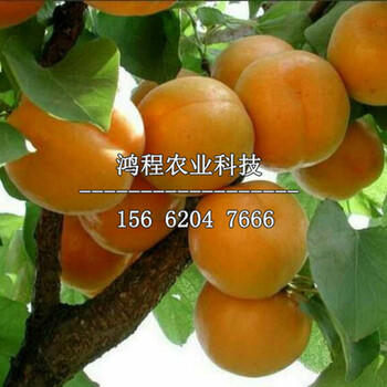 山東美林黃杏樹(shù)苗基地、美林黃杏樹(shù)苗購(gòu)買(mǎi)價(jià)格
