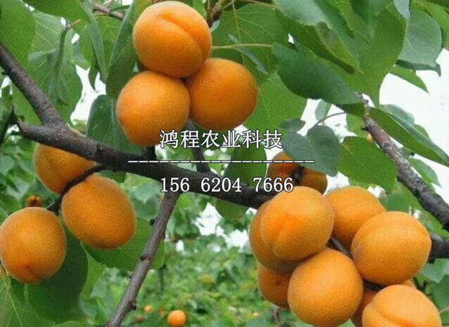 美林黃杏樹(shù)苗價(jià)格