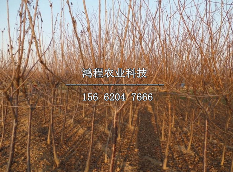 一公分特早巨杏樹苗價(jià)格報(bào)價(jià)表