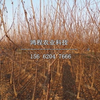 仰韶黃杏樹苗價格一覽表