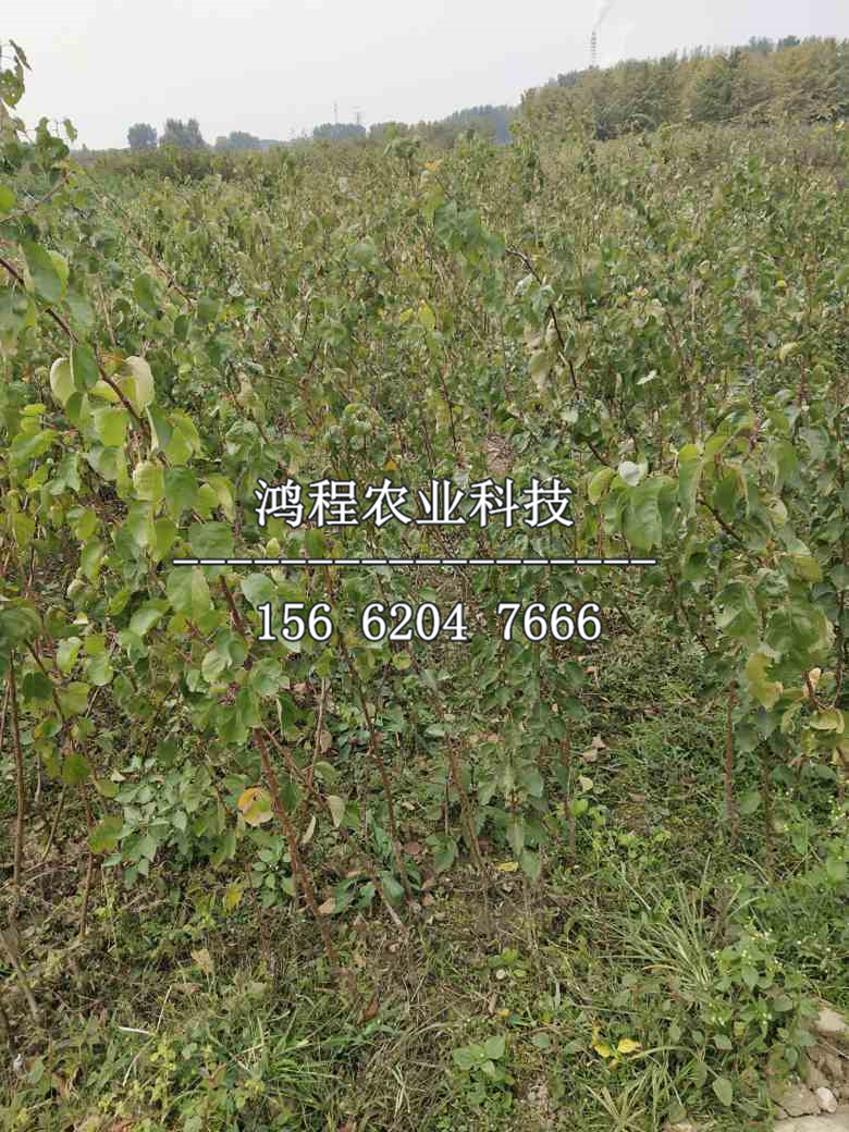 珍珠油杏苗上車價格、珍珠油杏苗出售及批發(fā)