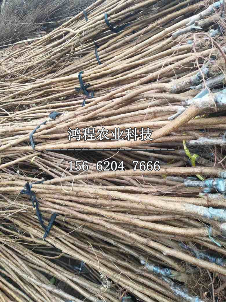 一公分特早巨杏樹苗價(jià)格報(bào)價(jià)表