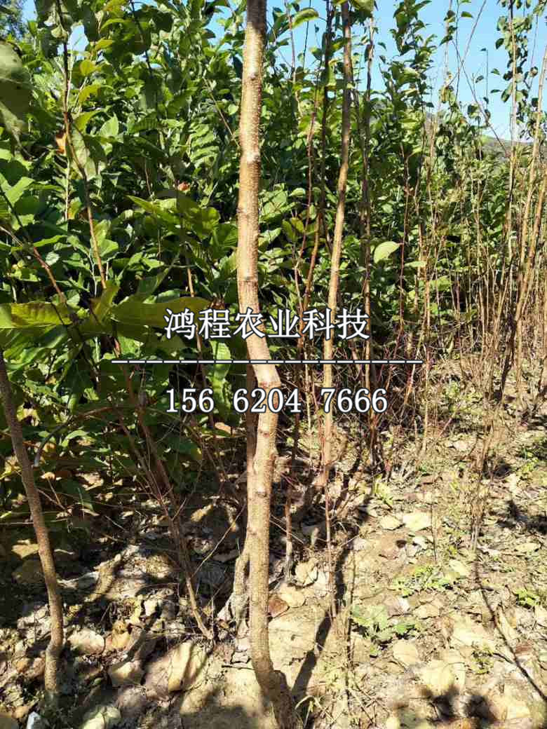美林黃杏樹(shù)苗價(jià)格