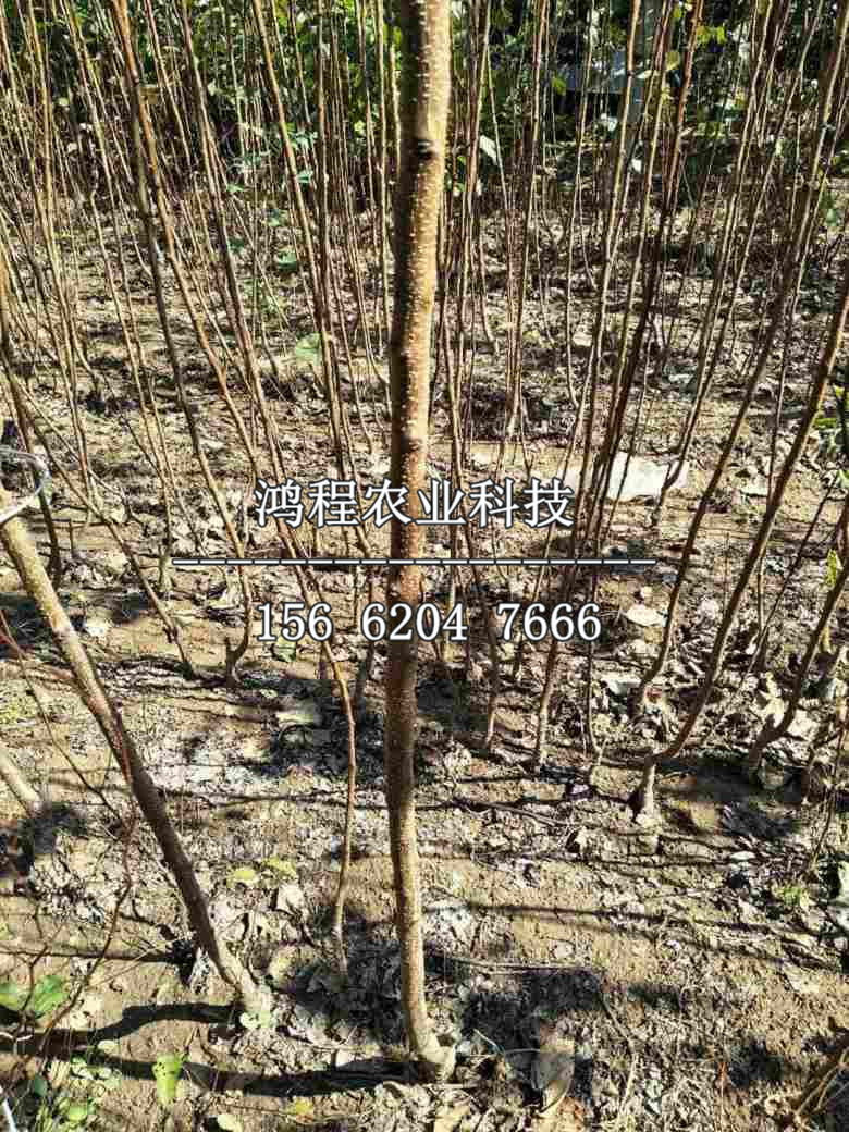 恐龍蛋杏樹苗基地、恐龍蛋杏樹苗出售價格