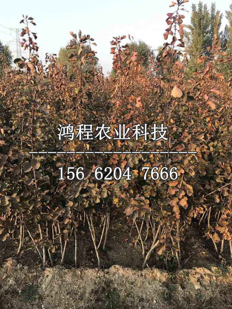 燕瓤紅山楂苗價格