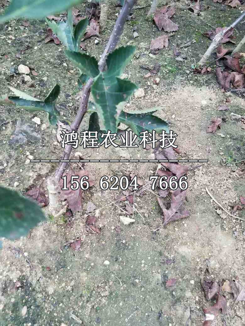 兩公分山楂樹苗、兩公分山楂樹苗價格