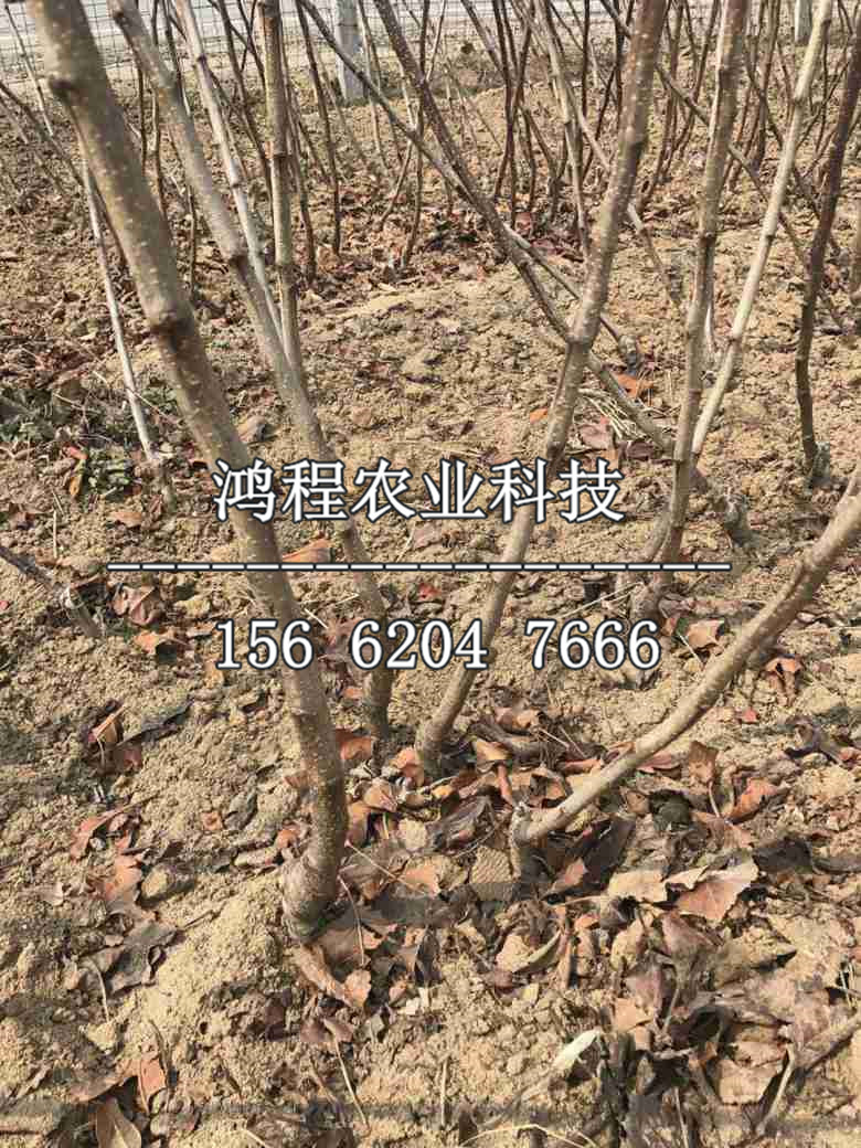 早熟山楂苗報(bào)價(jià)、早熟山楂苗基地