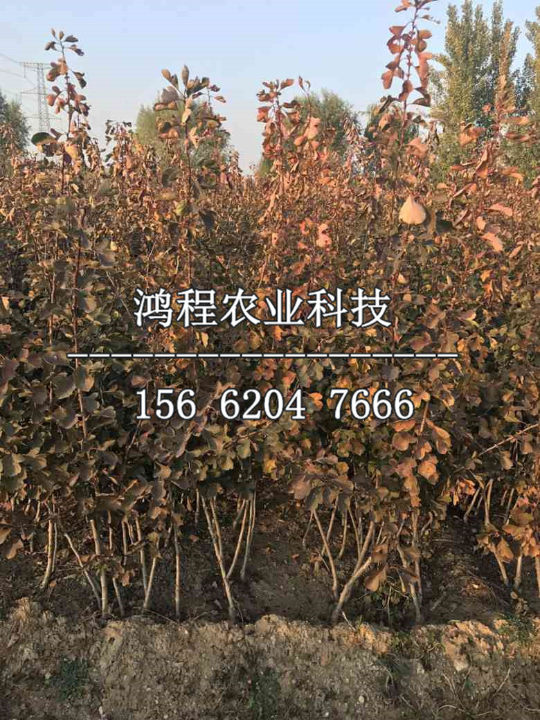 磨盤山楂苗多少錢一棵、磨盤山楂苗多少錢一株