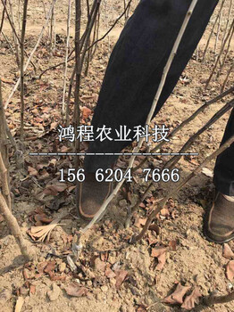 紅果樹苗、紅果樹苗價格
