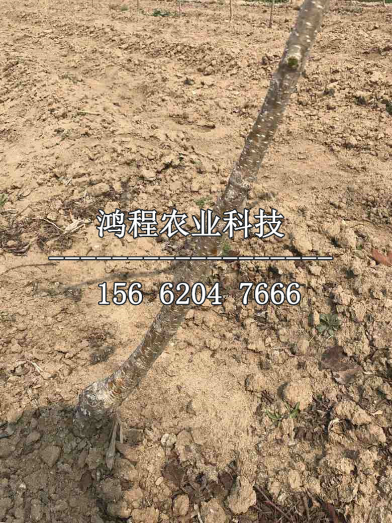 霧靈紅山楂苗報(bào)價(jià)、霧靈紅山楂苗基地