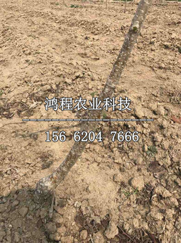 山里紅山楂苗多少錢一棵