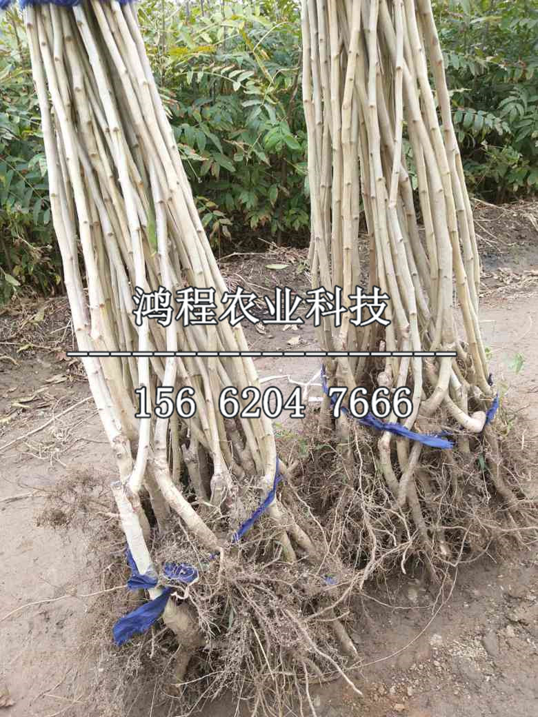 超金星山楂苗出售價位、超金星山楂苗出售價錢