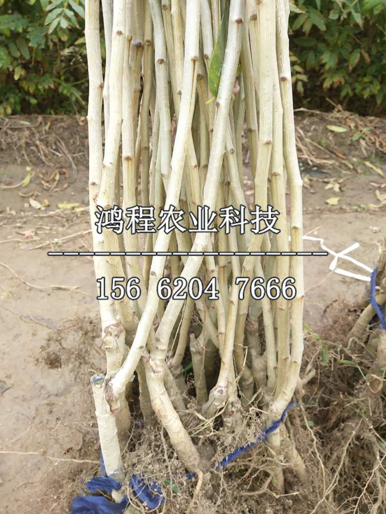 靖西山楂苗出售、靖西山楂苗出售多少錢