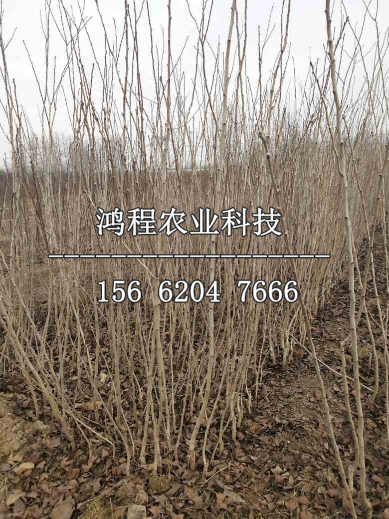 山里紅山楂苗多少錢、山里紅山楂苗價格多少錢