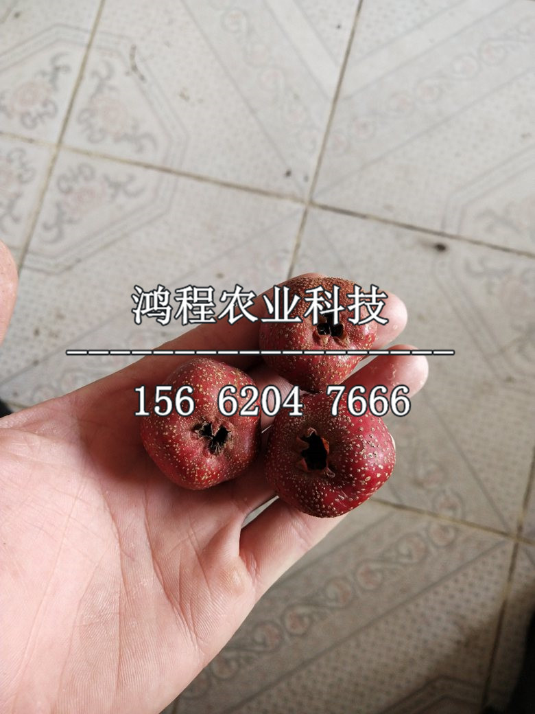 湖北山楂苗多少錢一棵