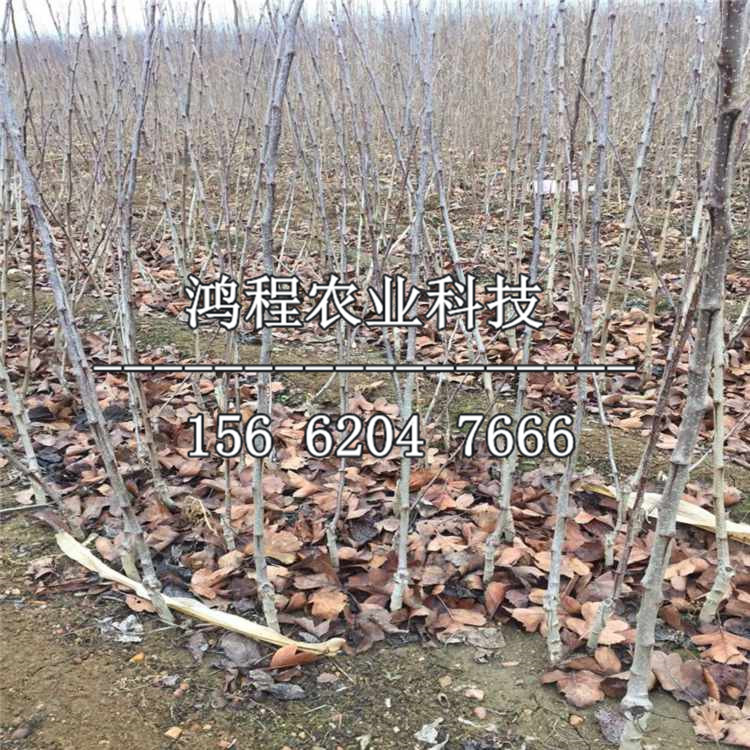 三公分山楂苗價格多少錢、三公分山楂苗價格及報價