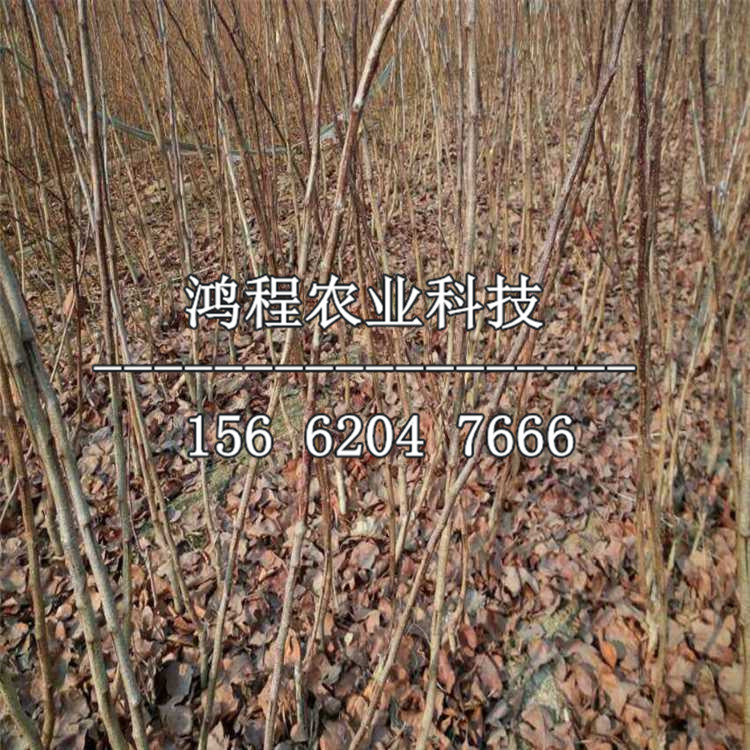 豐收紅山楂苗價格多少錢、豐收紅山楂苗價格及報價