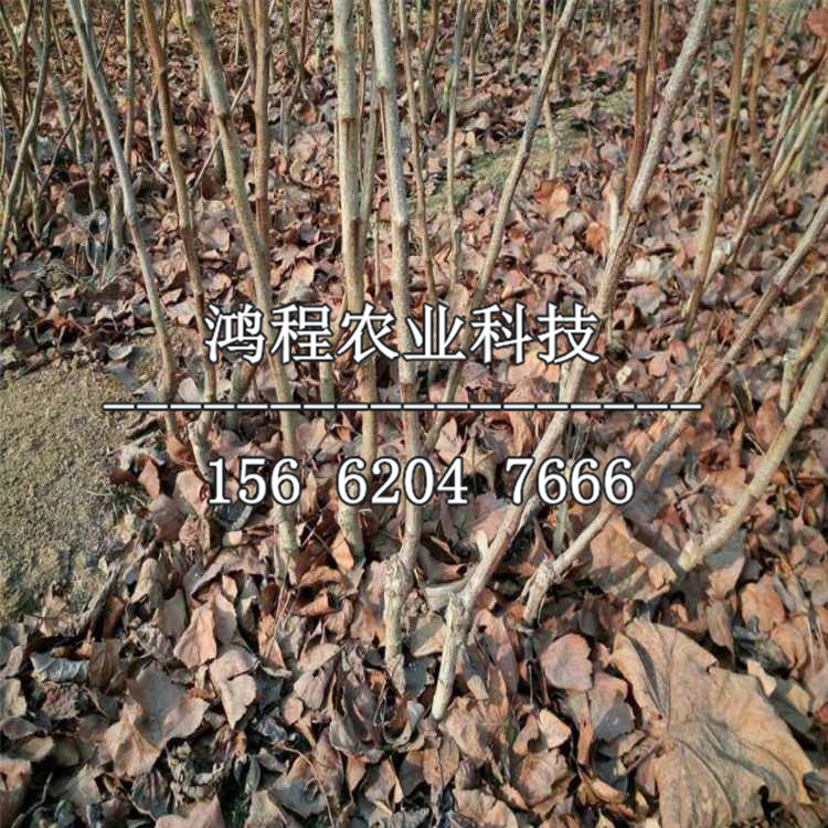 霧靈紅山楂苗出售價位、霧靈紅山楂苗出售價錢
