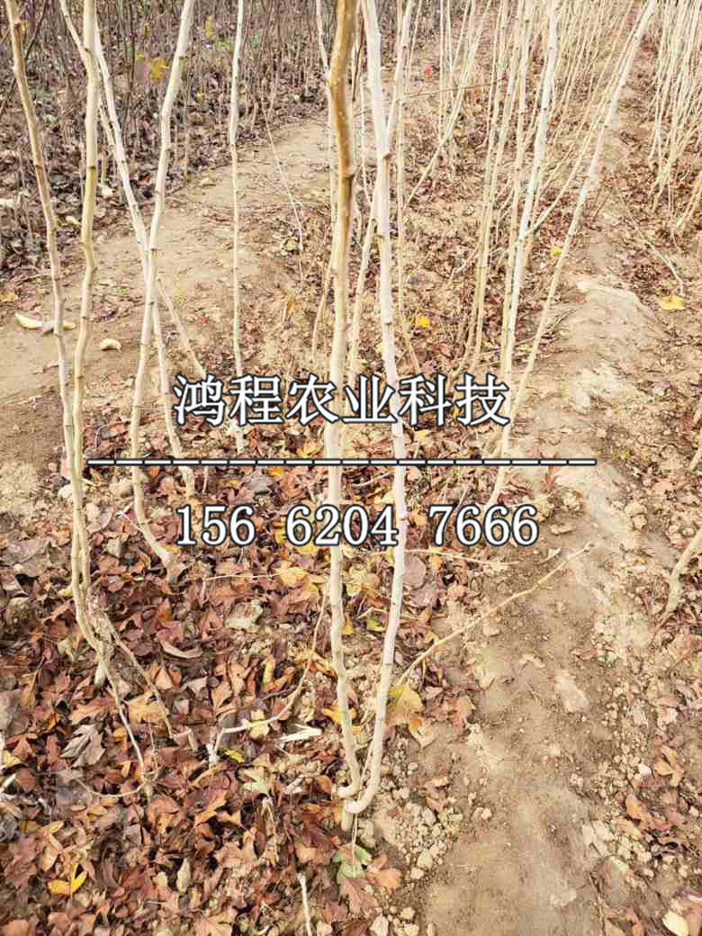 燕瓤紅山楂苗基地、燕瓤紅山楂苗批發(fā)