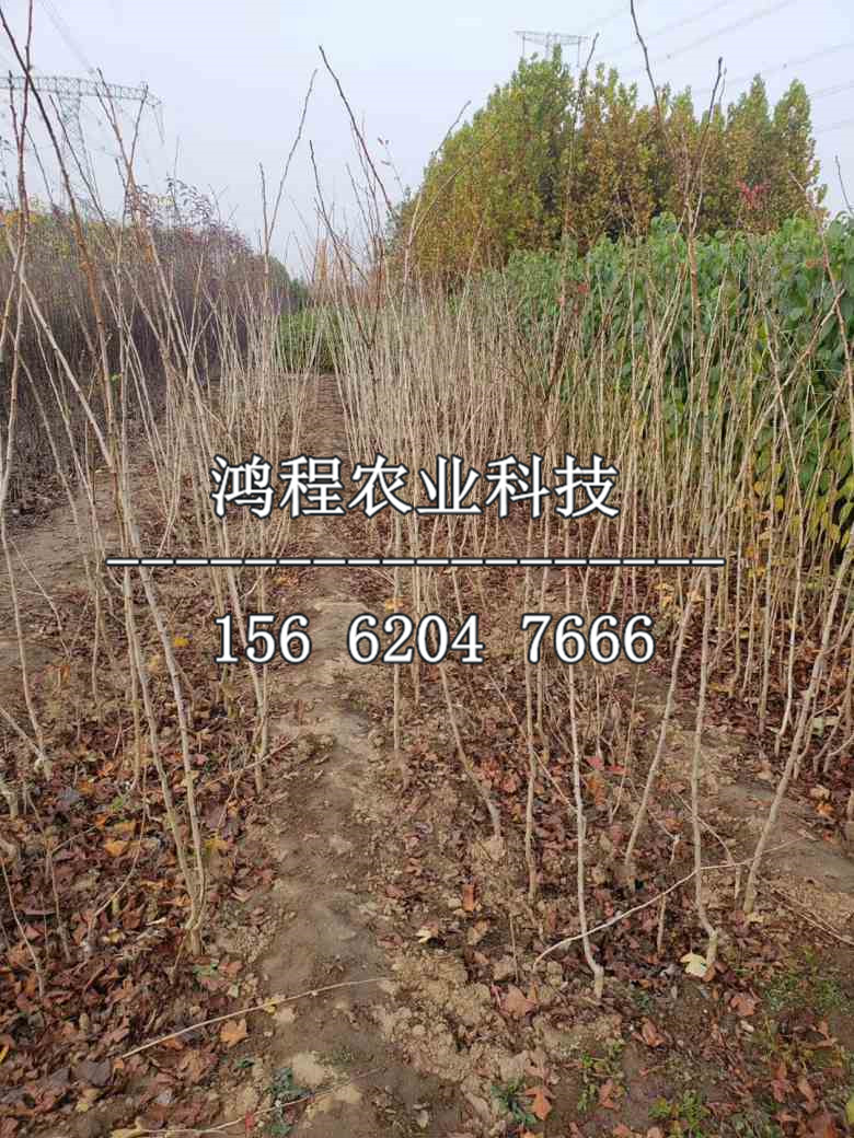 磨盤山楂苗多少錢一棵、磨盤山楂苗多少錢一株