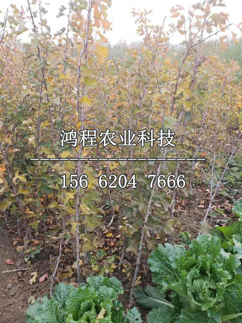 燕瓤紅山楂苗價格