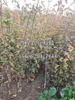 甜紅子山楂苗價(jià)格多少錢(qián)、甜紅子山楂苗價(jià)格及報(bào)價(jià)