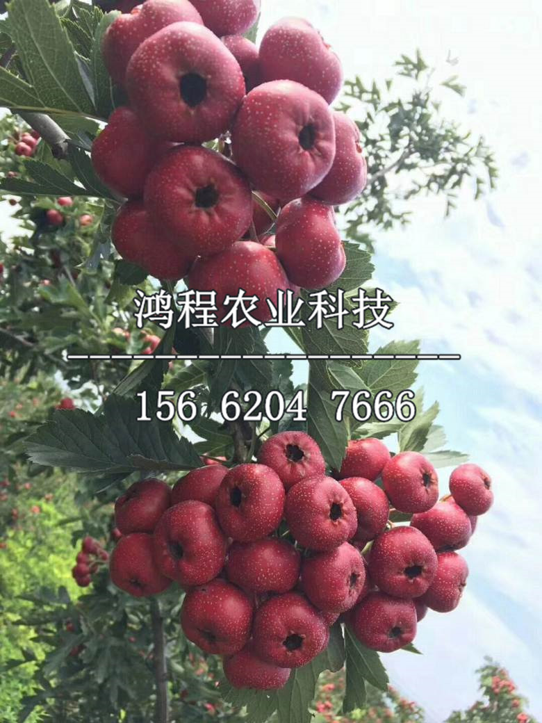 湖北山楂苗報(bào)價(jià)、湖北山楂苗基地