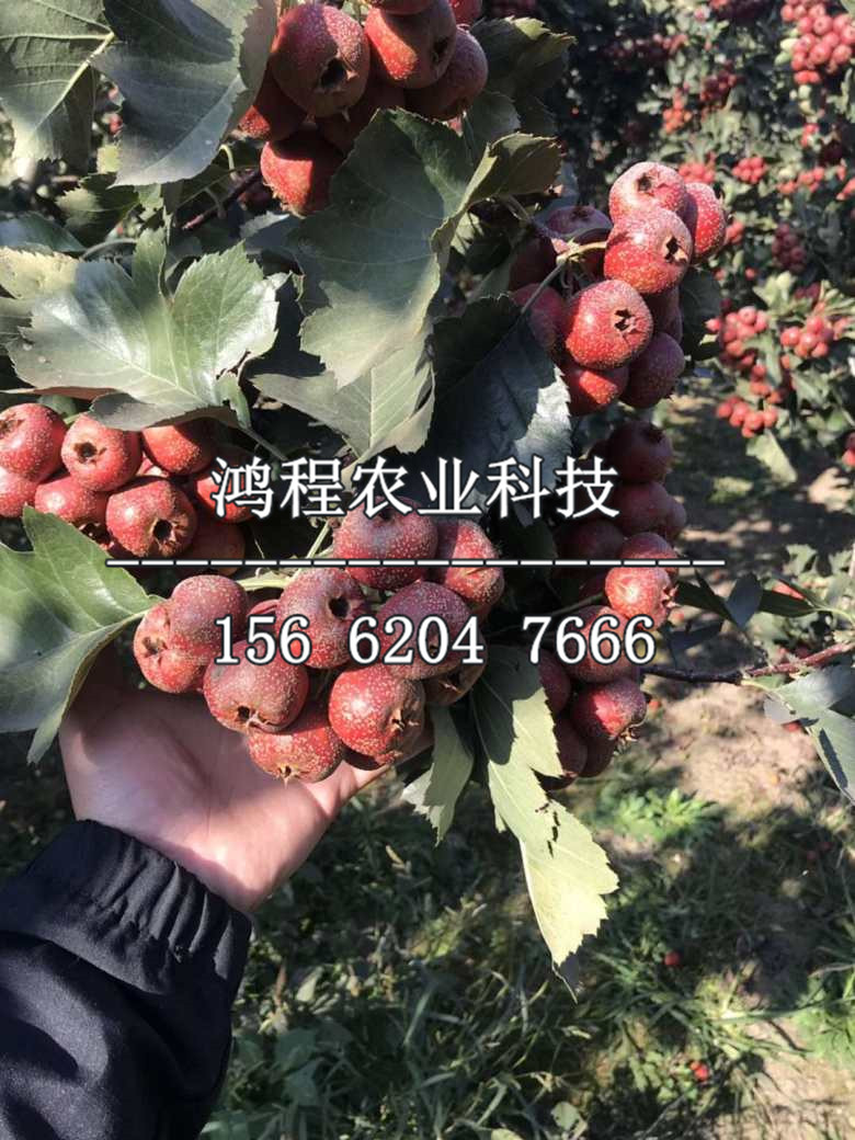 巨型山楂苗哪里購(gòu)買、巨型山楂苗購(gòu)買多少錢