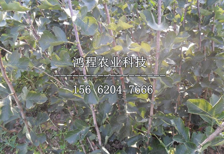 歪把紅山楂苗多少錢、歪把紅山楂苗價格多少錢