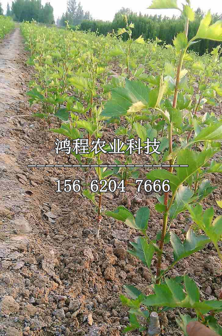 紅肉山楂苗價(jià)格多少錢、紅肉山楂苗價(jià)格及報(bào)價(jià)