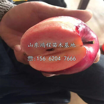 紅嘎啦蘋果苗批發(fā)及產(chǎn)地