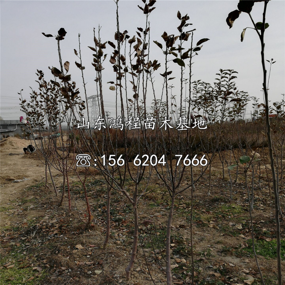 紅元帥蘋果苗批發(fā)、紅元帥蘋果苗出售