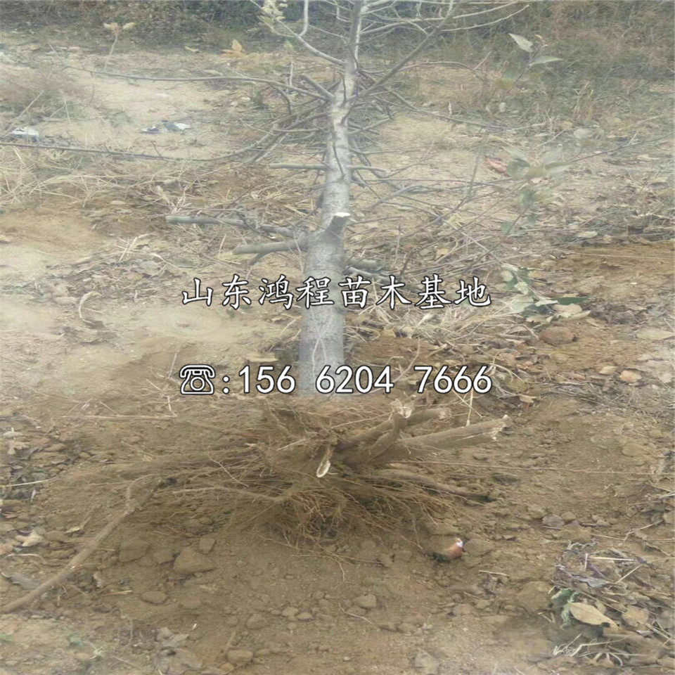 秦脆蘋果苗價格及銷售