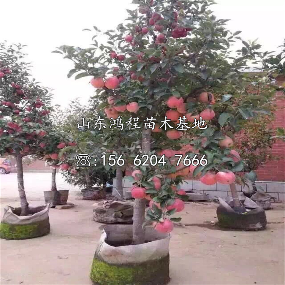 晚熟蘋(píng)果苗批發(fā)、晚熟蘋(píng)果苗批發(fā)價(jià)位
