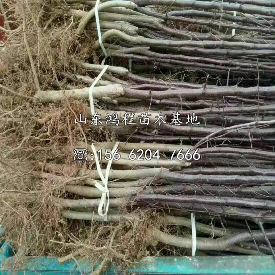 秦脆蘋果苗出售、秦脆蘋果苗批發(fā)
