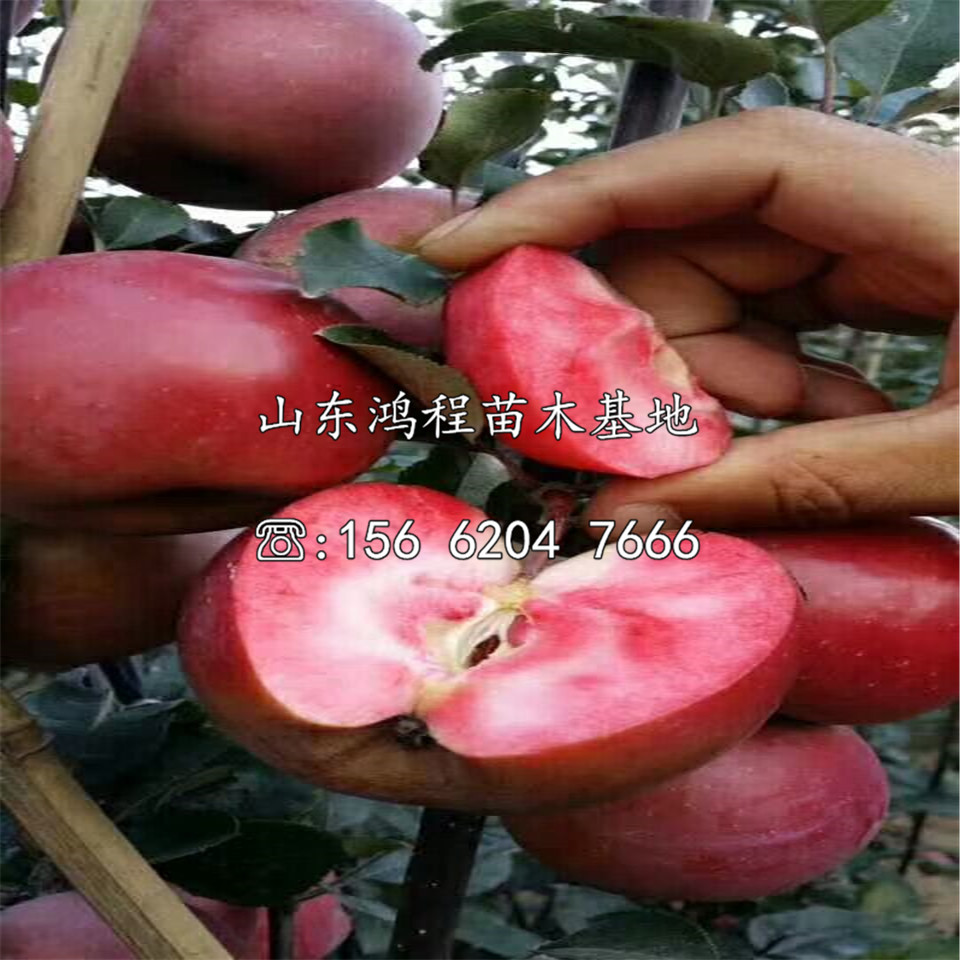 晚熟蘋果苗批發及報價