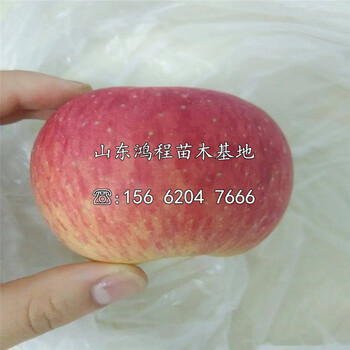 蛇果蘋(píng)果苗售價(jià)