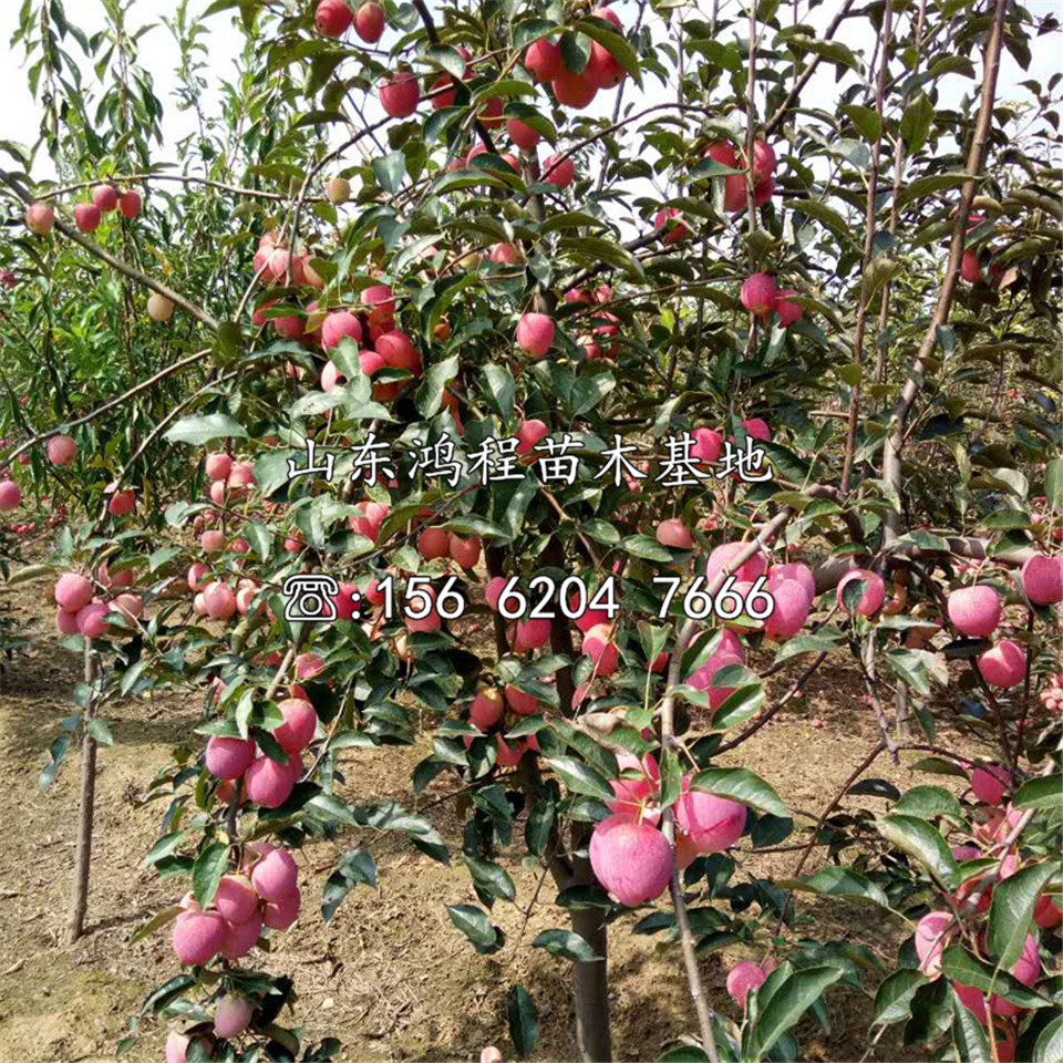 眾成2號蘋果苗批發(fā)、眾成2號蘋果苗出售