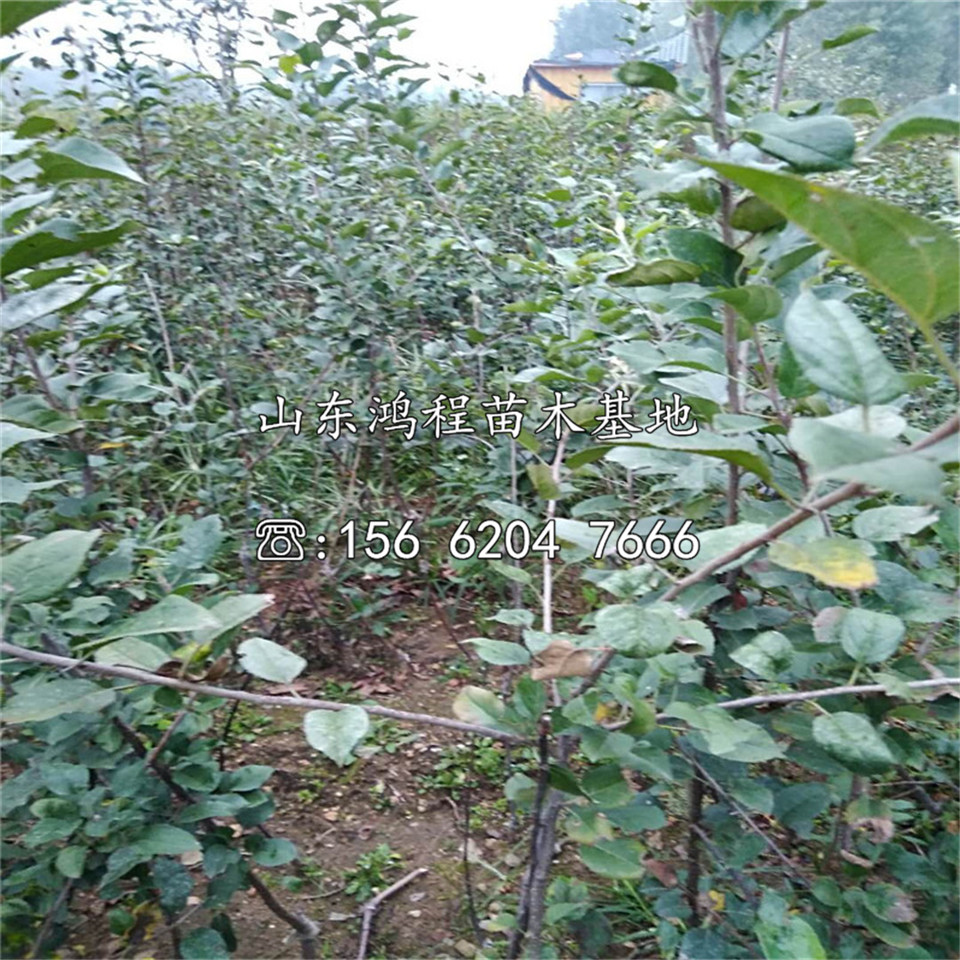 M26蘋果苗批發(fā)價格