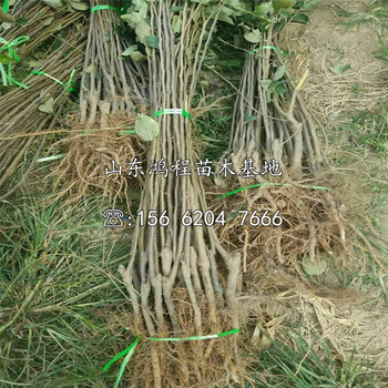 煙富10號蘋果苗出售、煙富10號蘋果苗批發(fā)