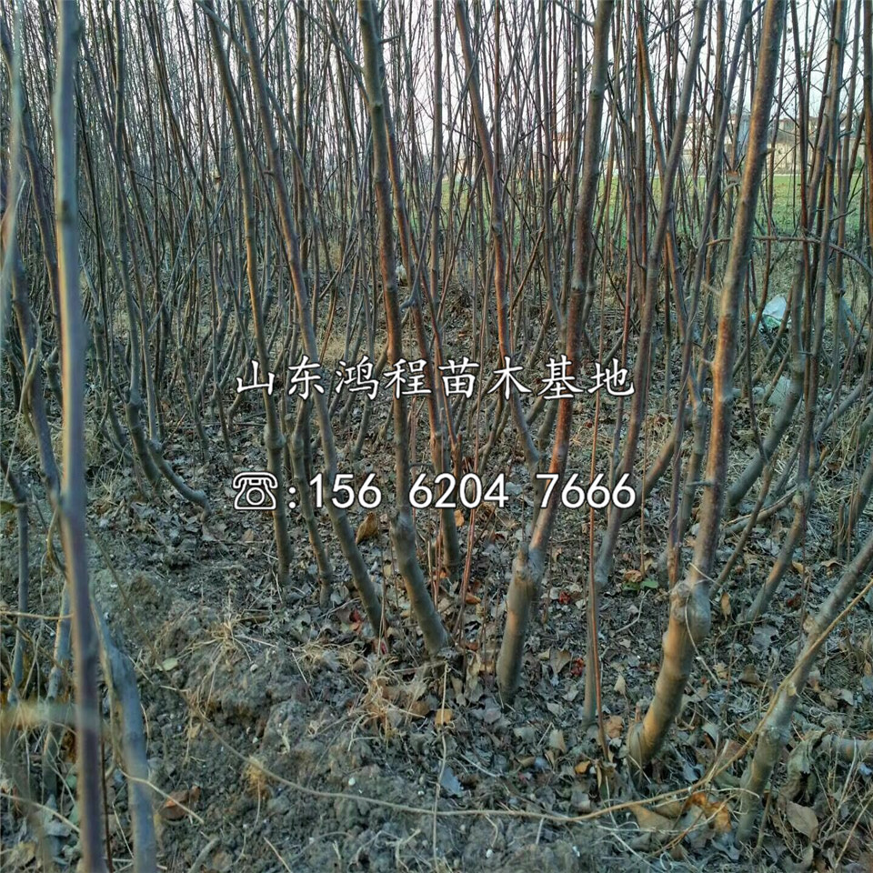 煙富10號(hào)蘋(píng)果苗基地、煙富10號(hào)蘋(píng)果苗價(jià)錢(qián)