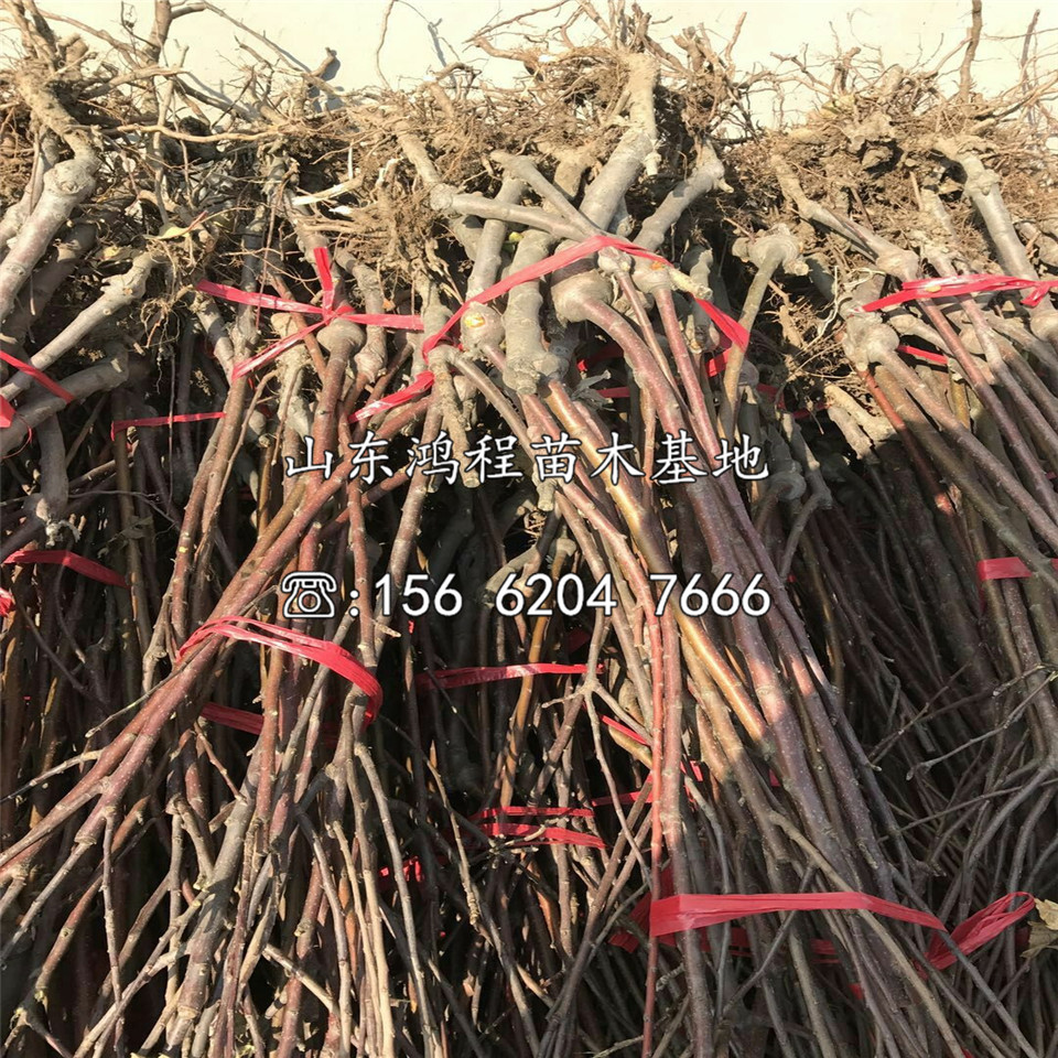 美八蘋果苗批發(fā)、美八蘋果苗出售