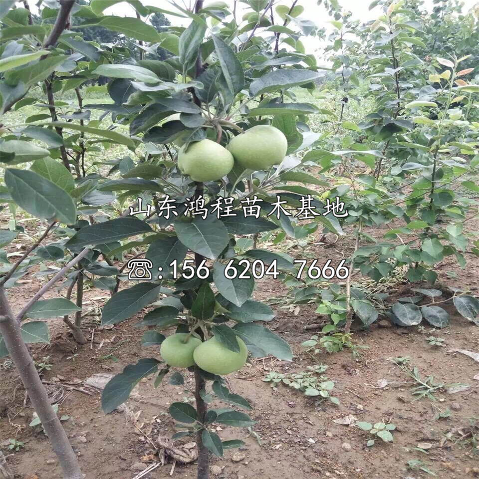 晚熟蘋果苗批發及報價