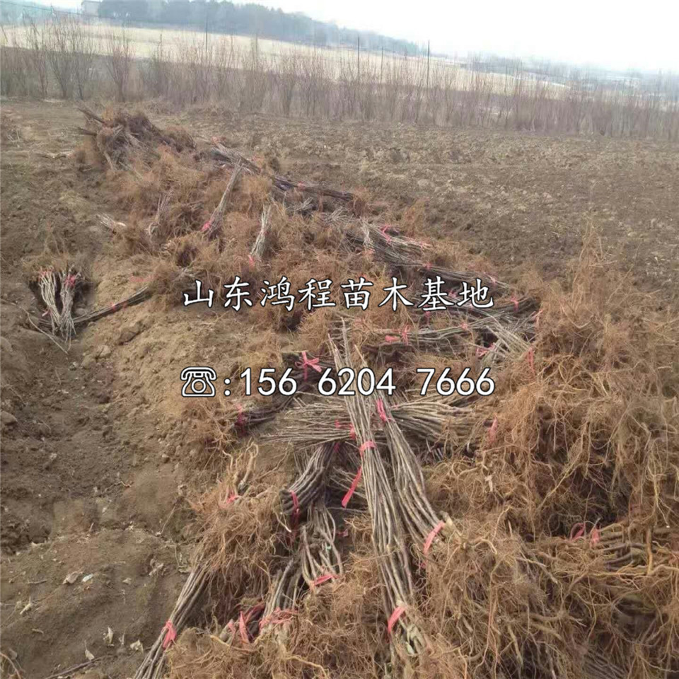 美八蘋果苗批發(fā)、美八蘋果苗出售