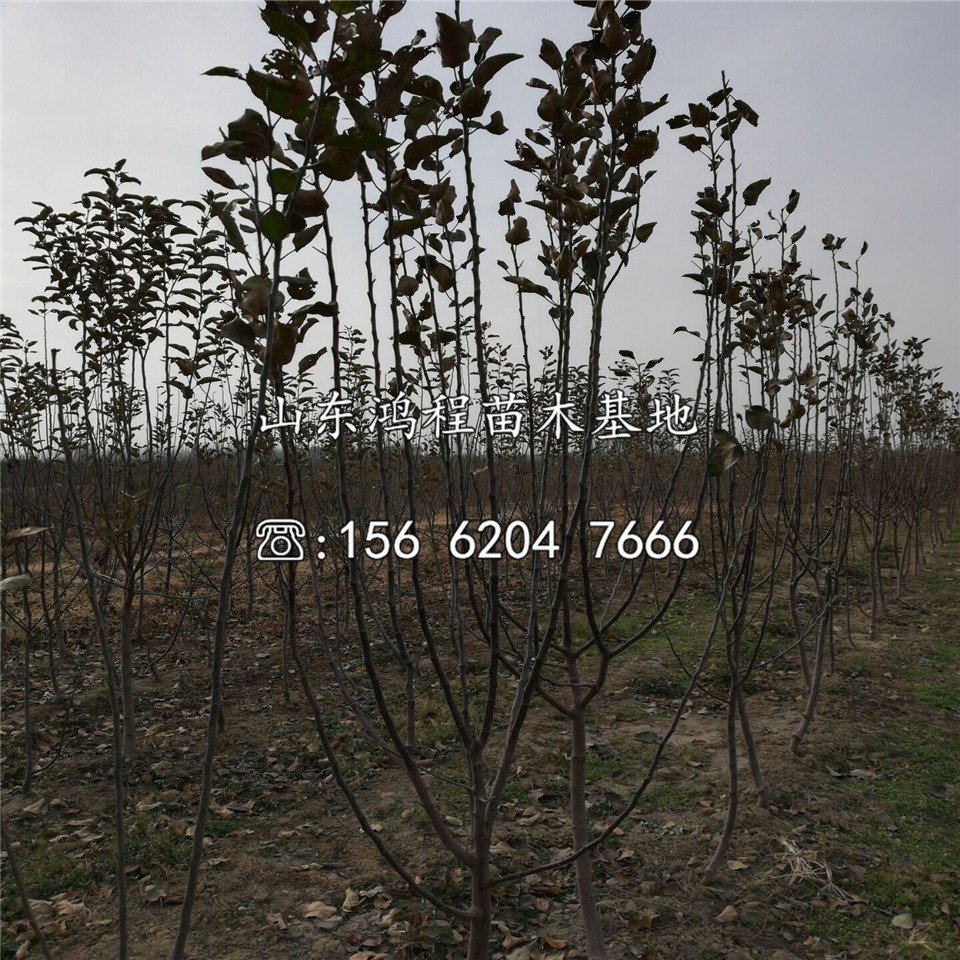 早紅霞蘋(píng)果苗出售
