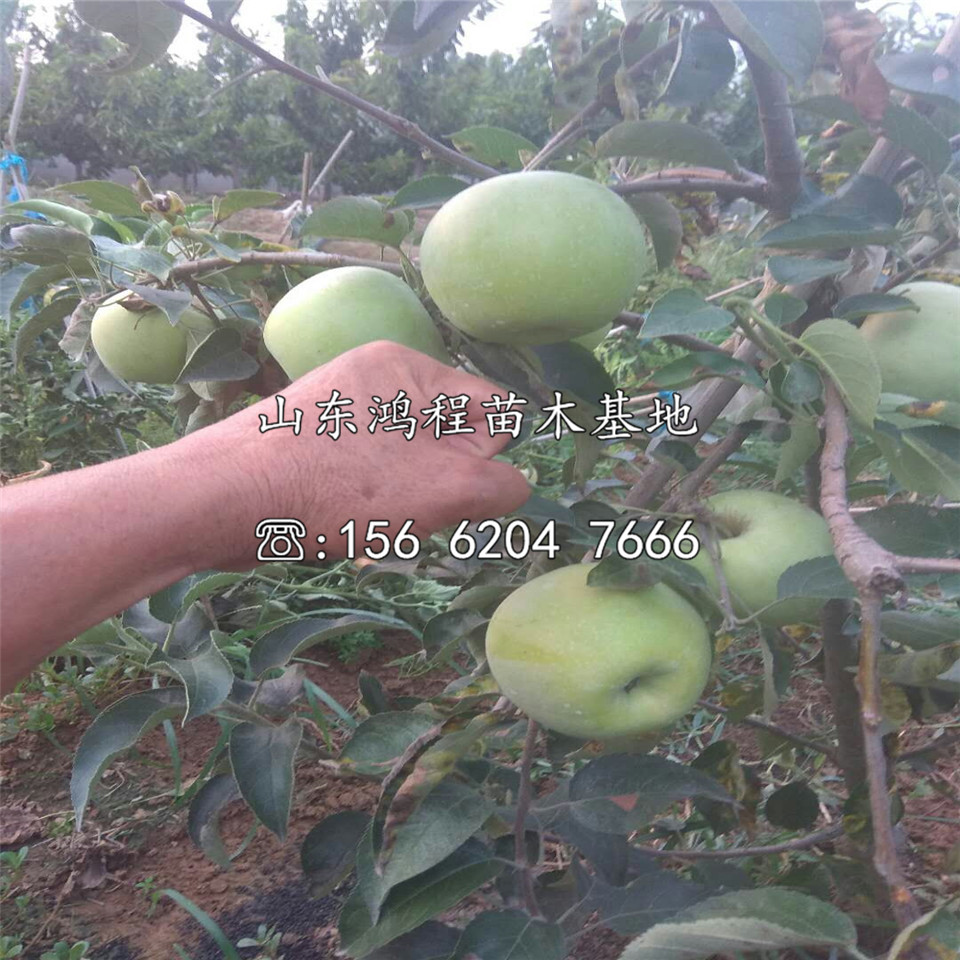 紅嘎啦蘋果苗價格及報價